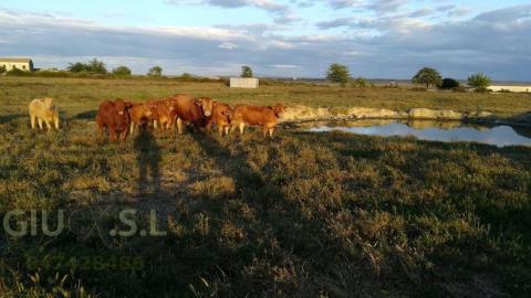 Terreno en venta en Pedanías de Cáceres